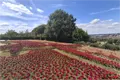 Bomber Command Field of Poppies.
