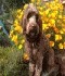 Harper, a trainee Hearing Dog