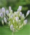 The Agapanthus or African Lily in bud.