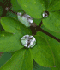 Plant leaves with water droplets on them