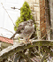 Female Sparrow hawk perched on a bench.