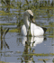 A Mute Swan in pond