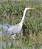 Heron wading in wetlands