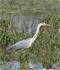 A wading Heron in lake.