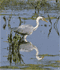 Heron wading in a lake